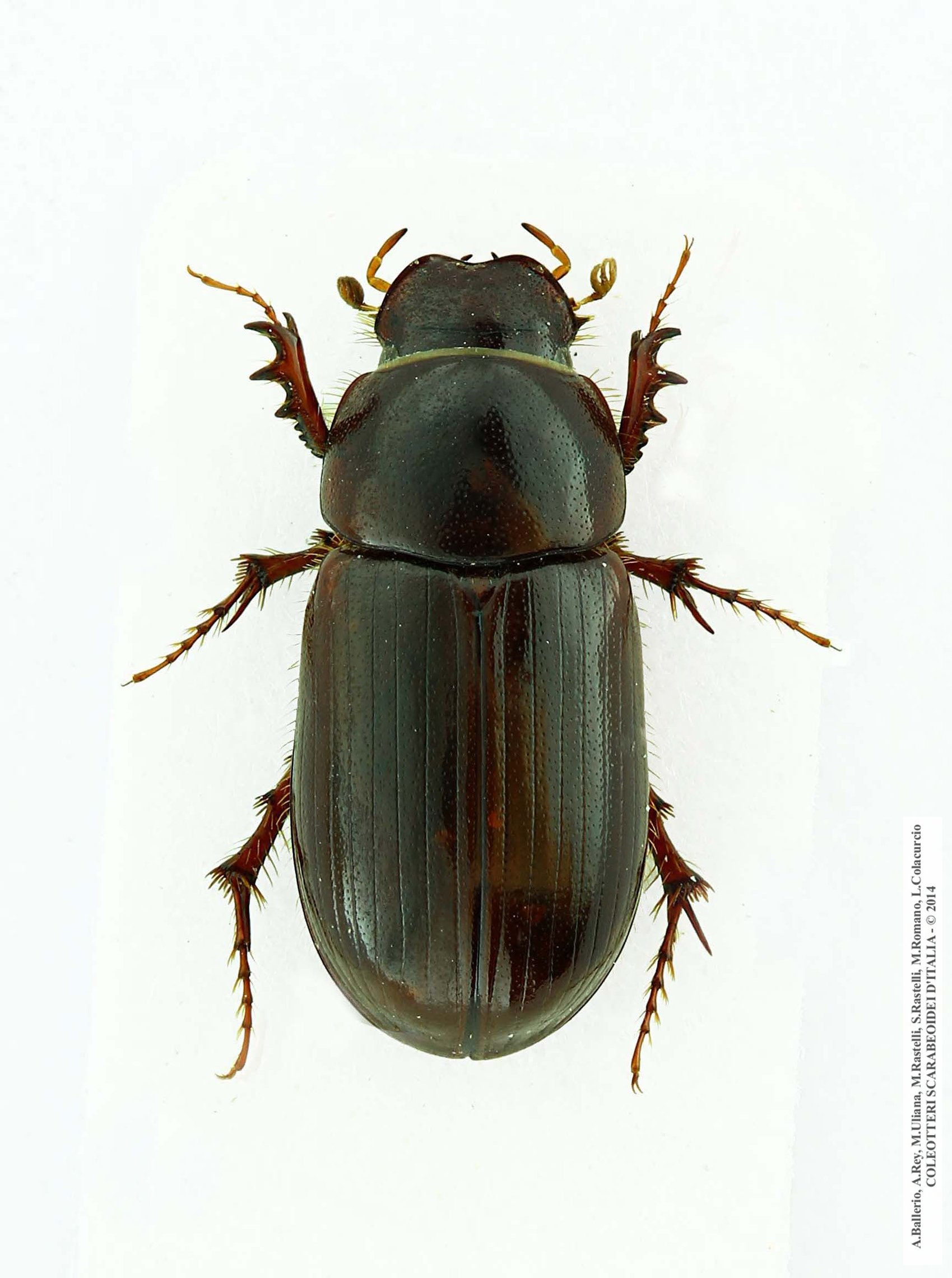 Anomius crovettii, holotypus, maschio